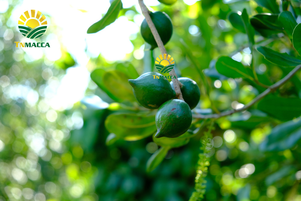 5 Cách chế biến bóc tách vỏ hạt macca tươi để làm sữa giá tốt 